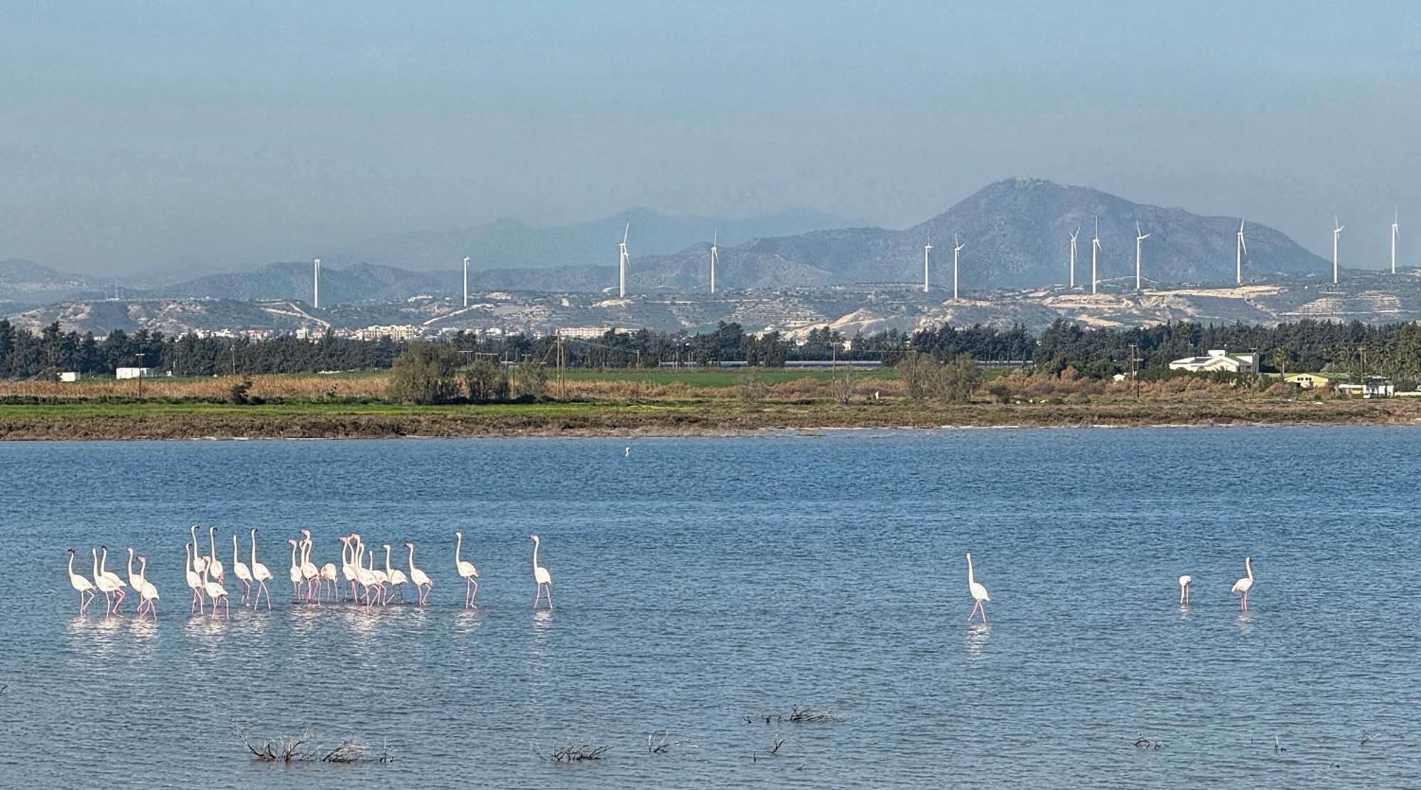 Yialos Village By Cybarco Larnaca Exteriör bild